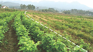 廣東省農產(chǎn)品產(chǎn)地重金屬污染修復示范工程